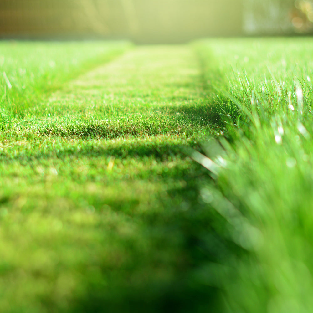 Should You Buy a New Lawn Mower or Repair the Old One? A Homeowner's Guide for 2025